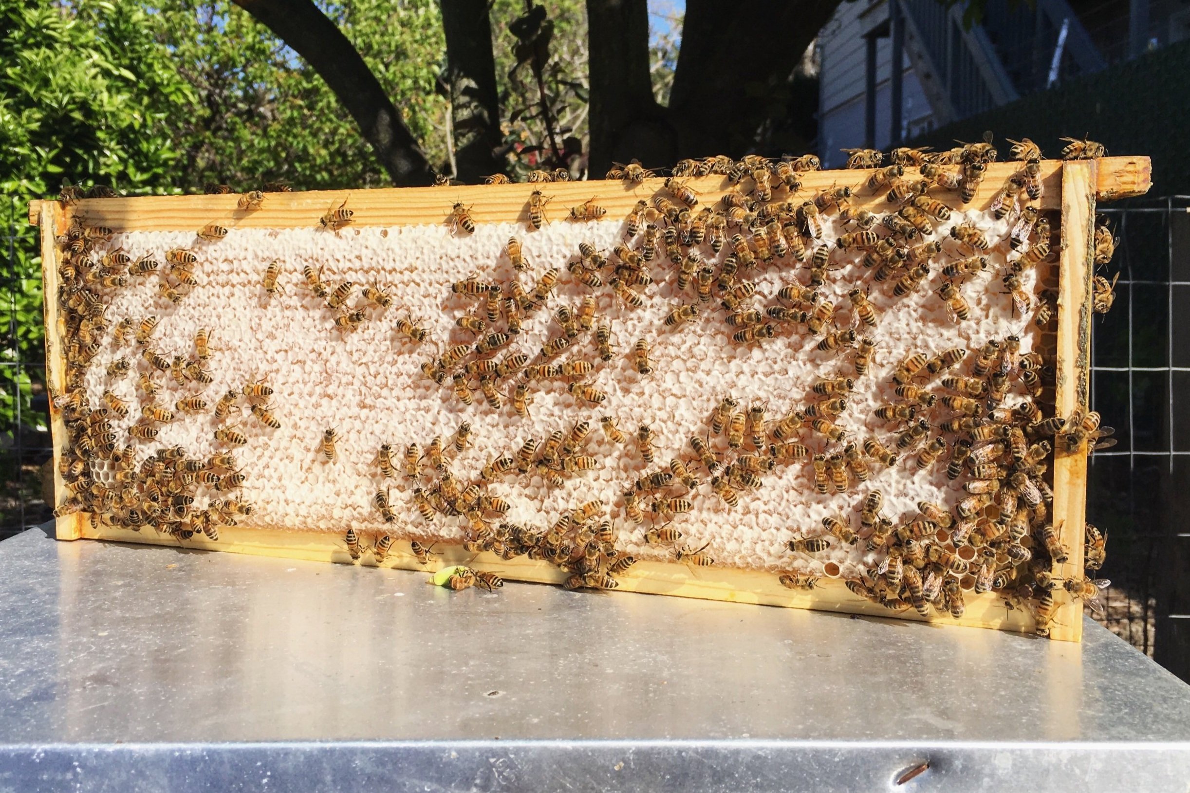Honeybees on a hive frame
